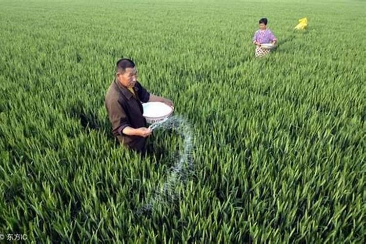 磷肥撒在地表面可以吸收吗