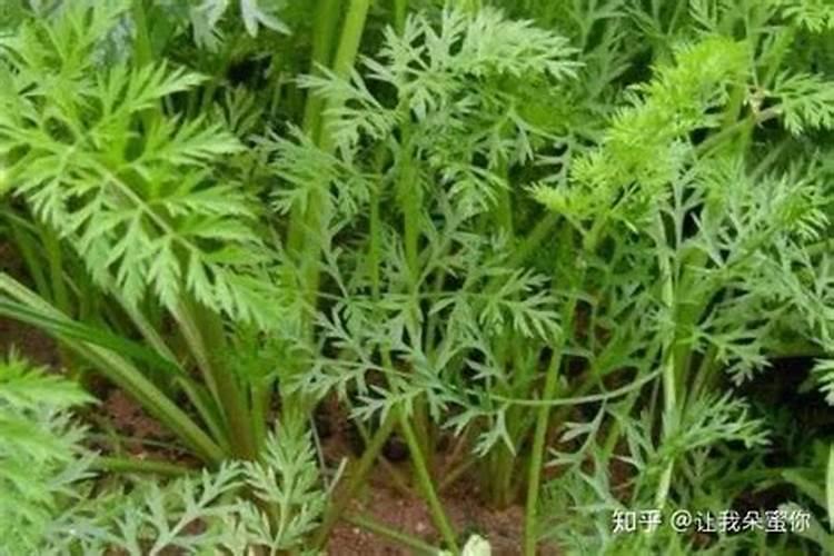 胡萝卜应该用什么肥？
