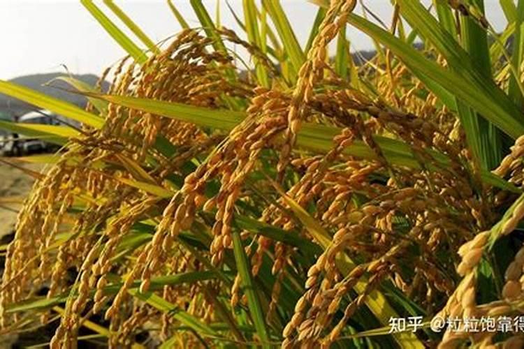 叶面肥有哪些,叶面肥怎么喷施