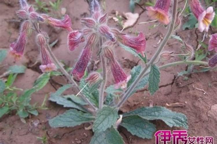 杜仲树苗被冻伤了怎么办？