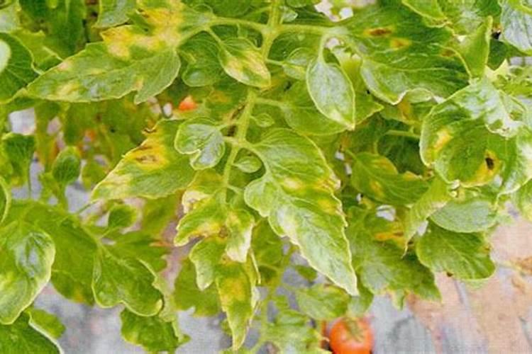 西红柿颜色不发亮,是打叶子的问题吗？怎样提高亮度