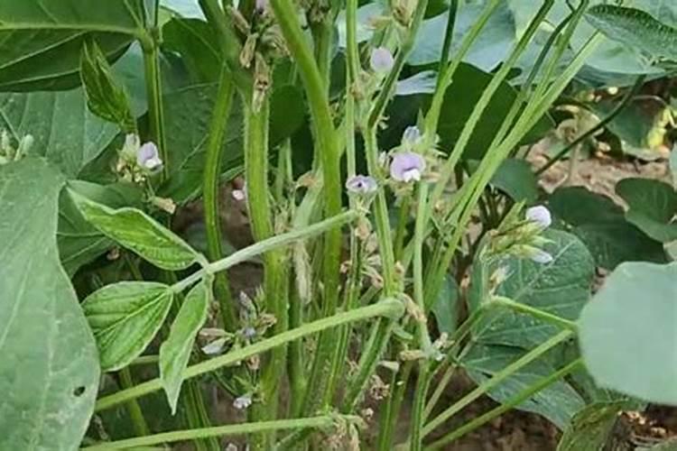 兰花能不能用芸苔素