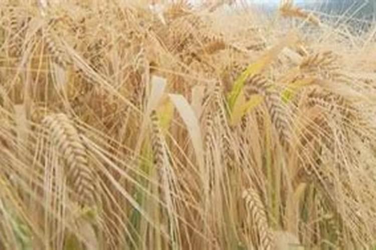 磷肥在什么时候施肥最好？月季什么时候施磷肥