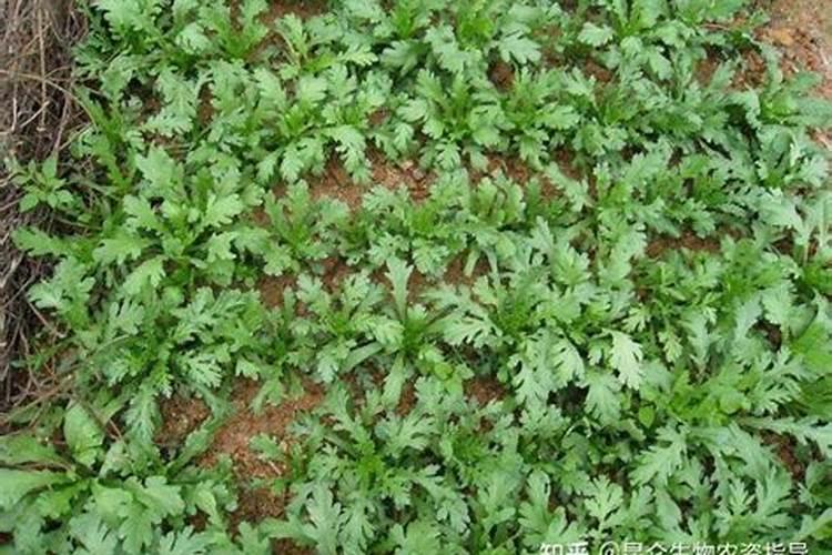 临沂亚联生物肥料有限公司怎么样？