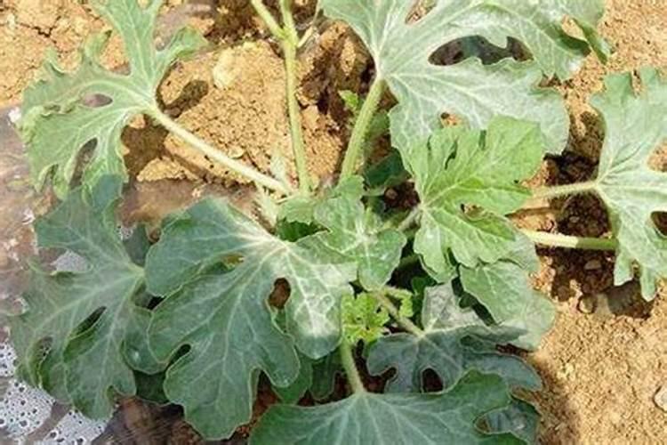 葡萄苗地里用什么样的除草剂除草？