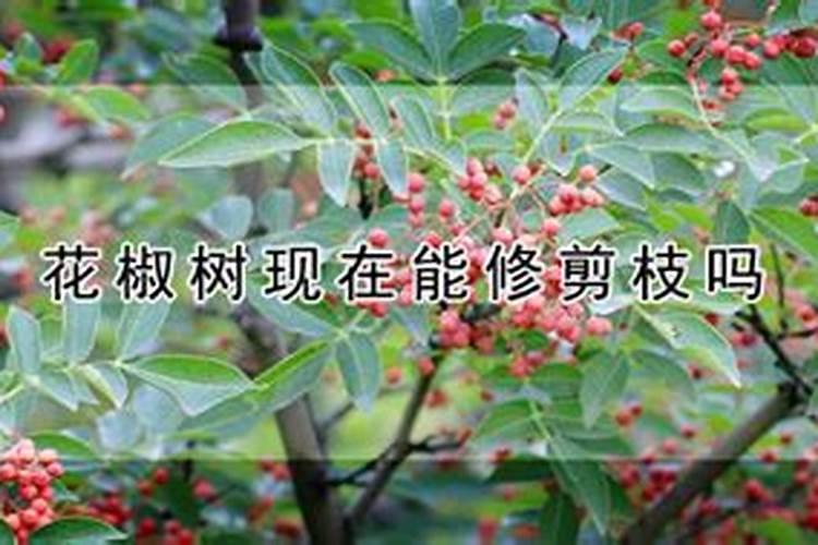 花椒树施肥方法