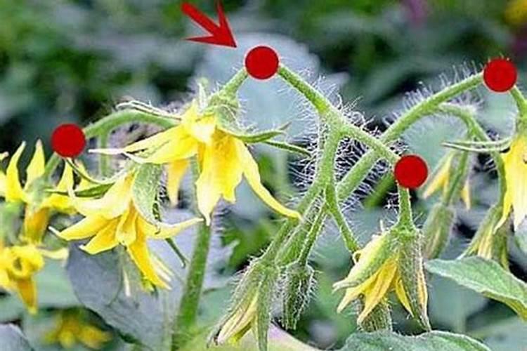 葡萄硼肥什么时候打最好？开花前？还是花期打？