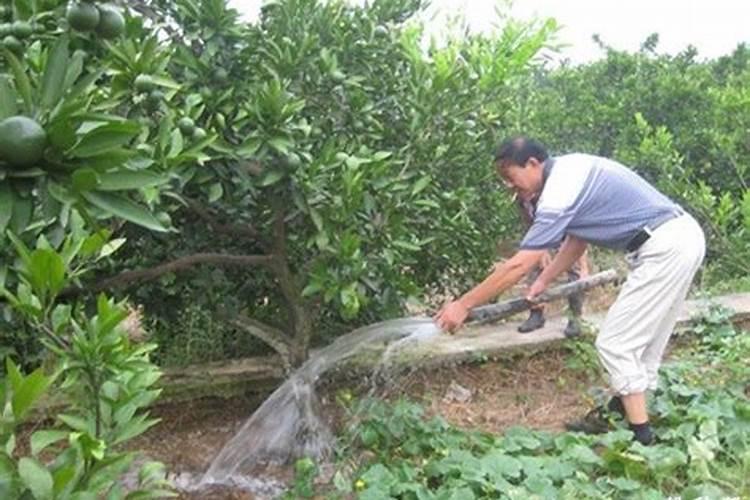 水溶肥是什么肥料