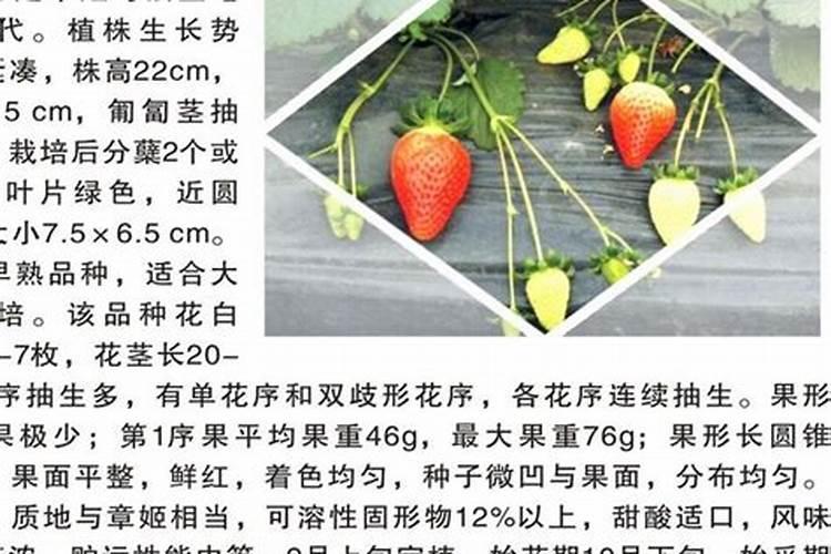 大棚草莓施肥方案