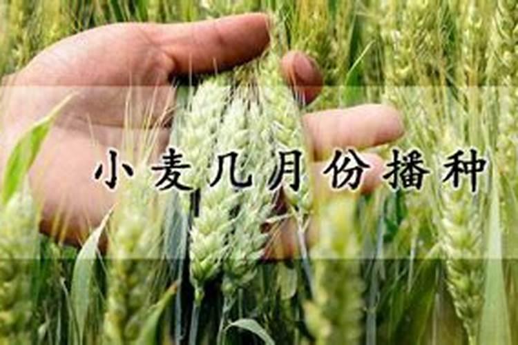 小麦灌浆期打什么叶面肥