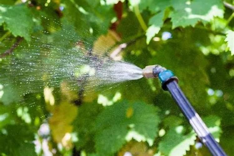 葡萄转色期可以使用硝态氮的水溶肥吗？