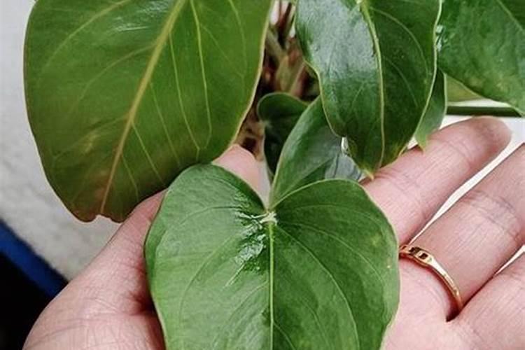 水培红掌怎样才能开花