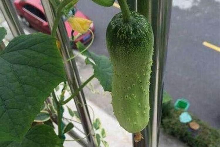 大棚黄瓜施肥的五个误区