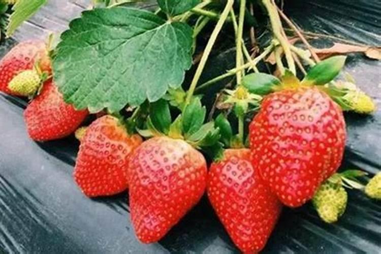草莓肥料可以用什么东西代替。