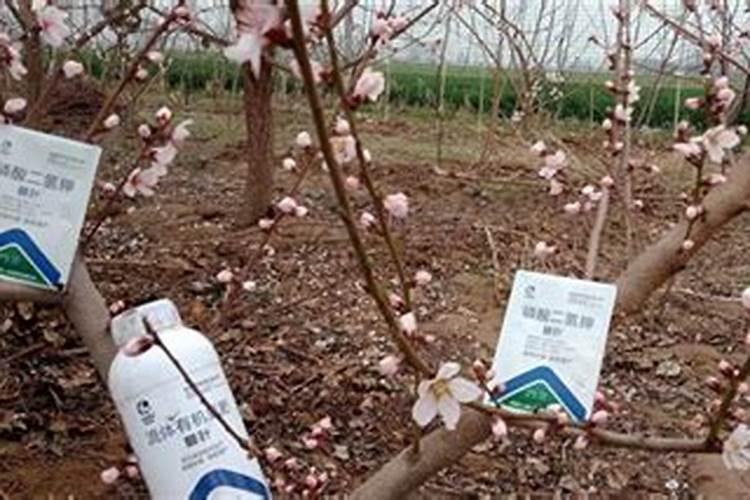 种植桃树施肥要合理,什么时候施肥好？