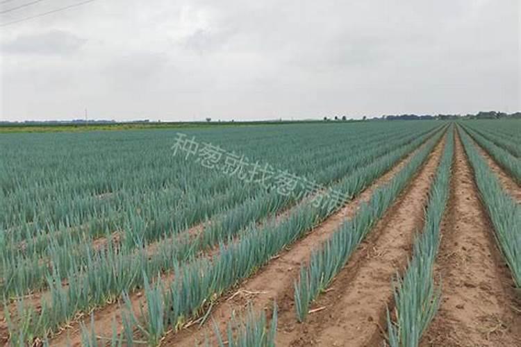 大葱追肥用什么肥料好
