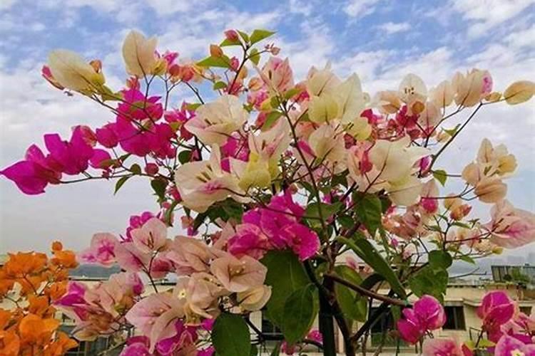 三角梅花期可以施肥吗