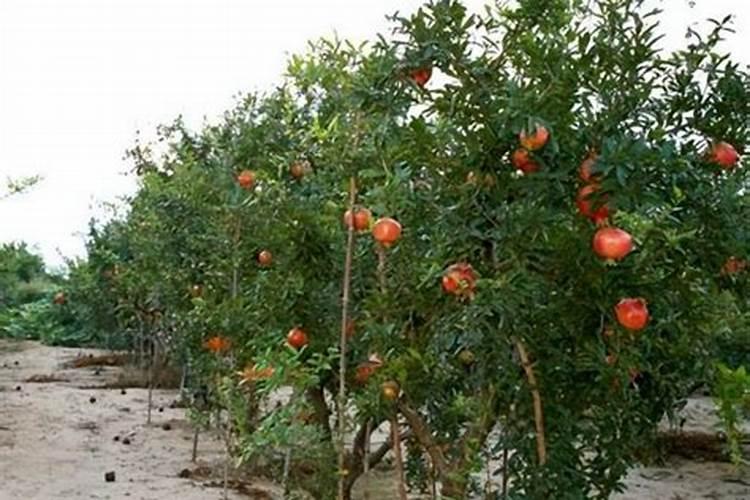 石榴树用什么肥料最好