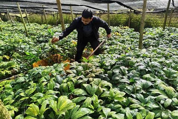 种植三七需要哪些气候和土壤条件？