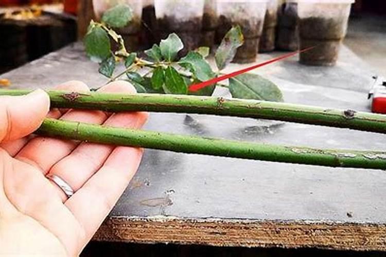 蔷薇花怎么施肥