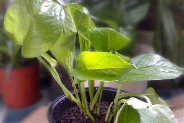 花叶绿萝好养吗