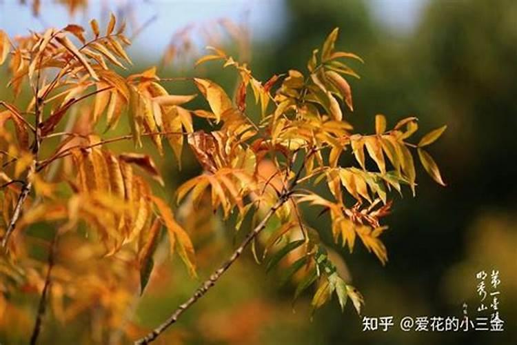 农村种植的黄连一般都有那几种