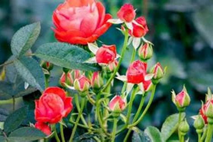 给花上点防冻肥它们冬天不会冻死还能提前开花!