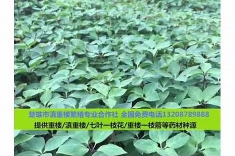 桉树肥料配方