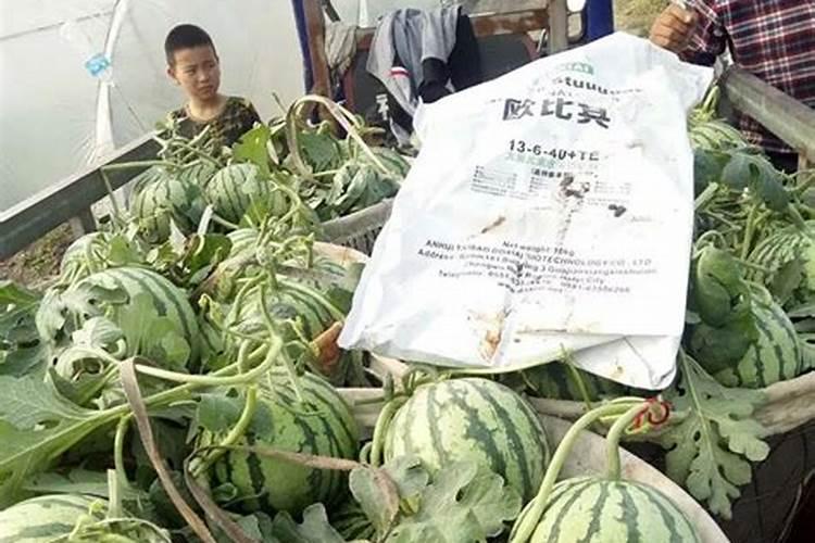 芋头怎么种植 ,教你学会种植技巧,棵棵能结一大窝