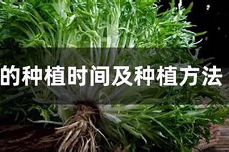 苦菊的种植时间及种植方法#校园分享#