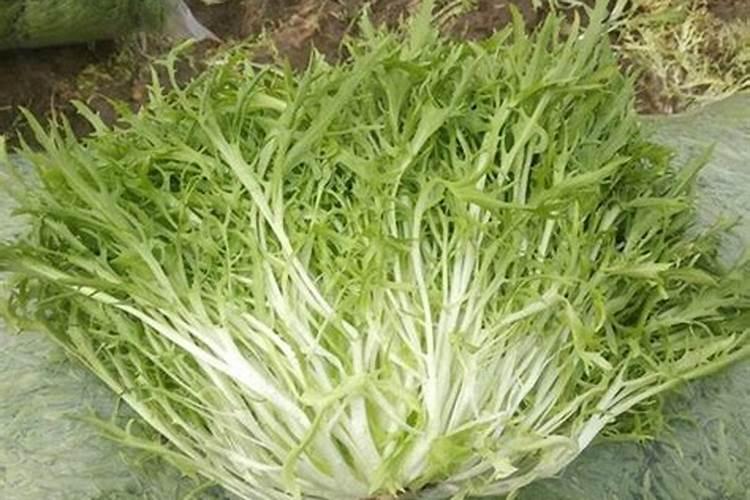 苦菊种植时间和栽培方法 大棚苦菊的种植方法