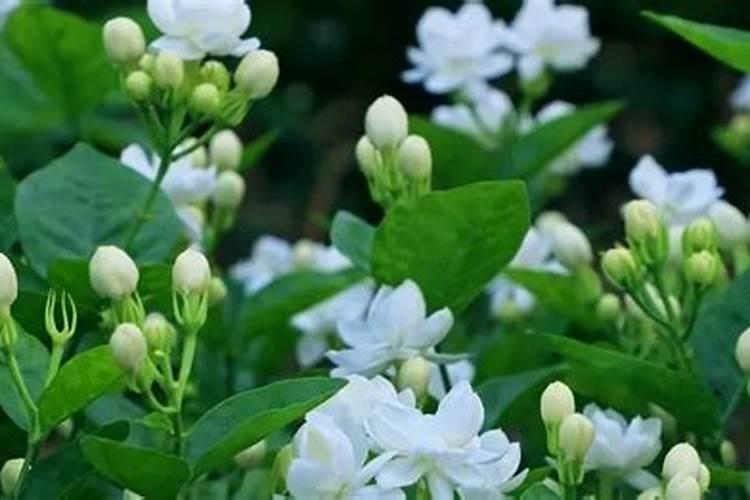 茉莉花怎么施肥施什么肥