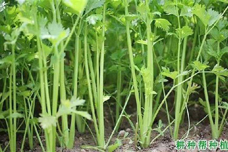 芹菜打什么药可变粗壮,附种植方法