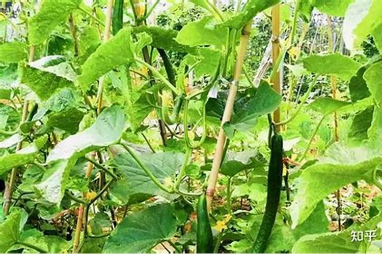 小麦喷施磷酸二氢钾和芸苔素混用好还是用单用好？