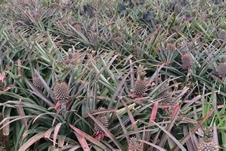 磷酸二氢钾用法菠萝