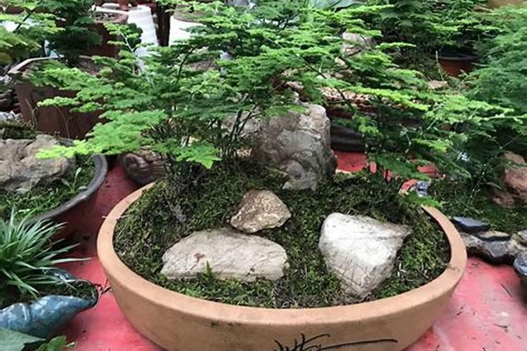 怎样才能把文竹养好