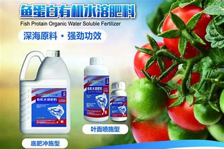 被称为贡柑的是什么