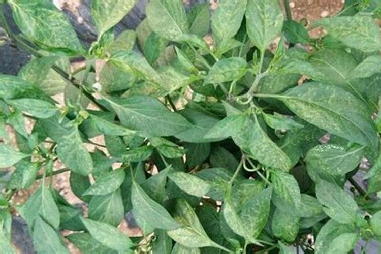 辣椒喷什么叶面肥结果多多久喷一次