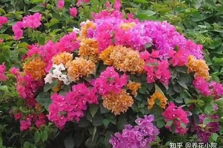 小苗发芽就死掉是什么原因