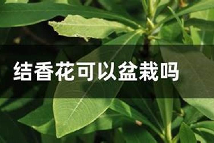 请问这是什么花？
