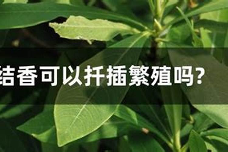 结香花期