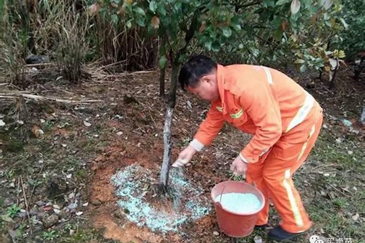 秋季怎样给茶花施肥
