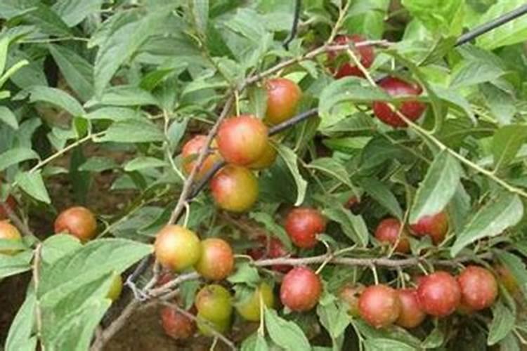 无花果如何施肥
