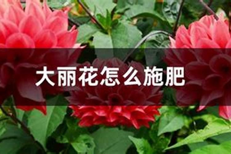 谁知道这是什么花？