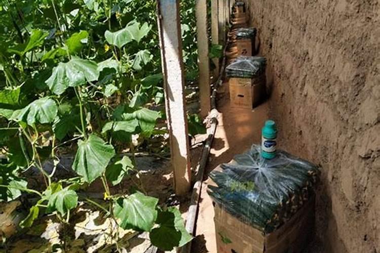 大豆开花期打什么叶面肥好 大豆用什么肥