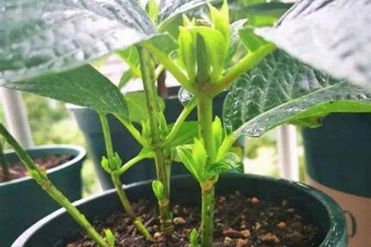 肥料增效剂一般有哪些