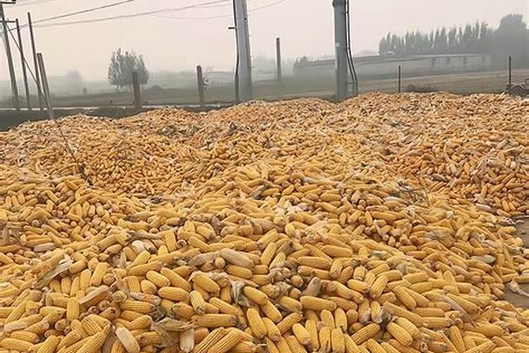 天脊硝酸磷肥80斤多少钱一袋