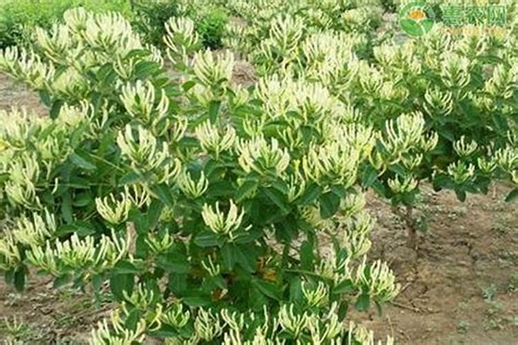 金银花施肥技术？