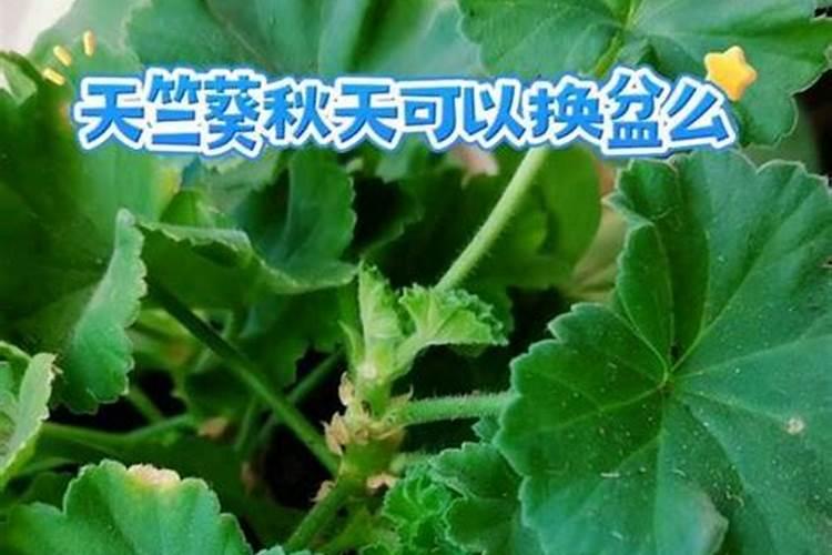 天竺葵上盆时间与养护方法