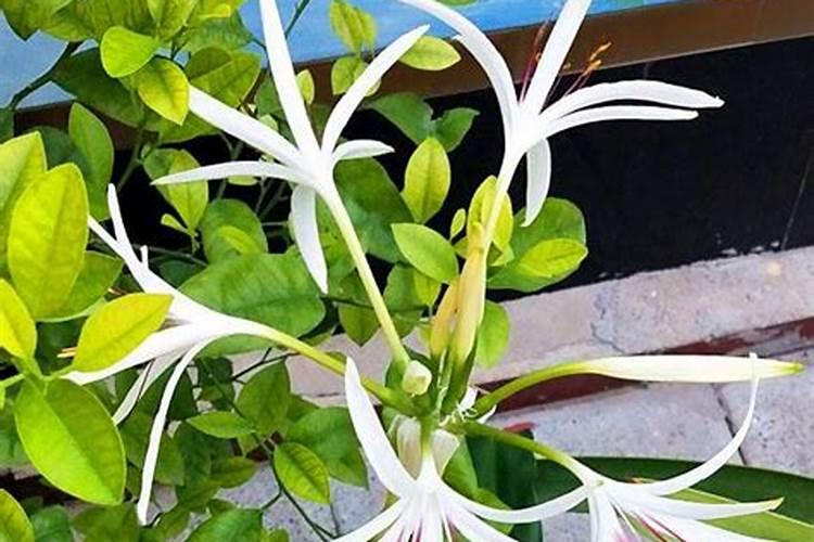 麻山药怎么种植 种植技术与管理方法